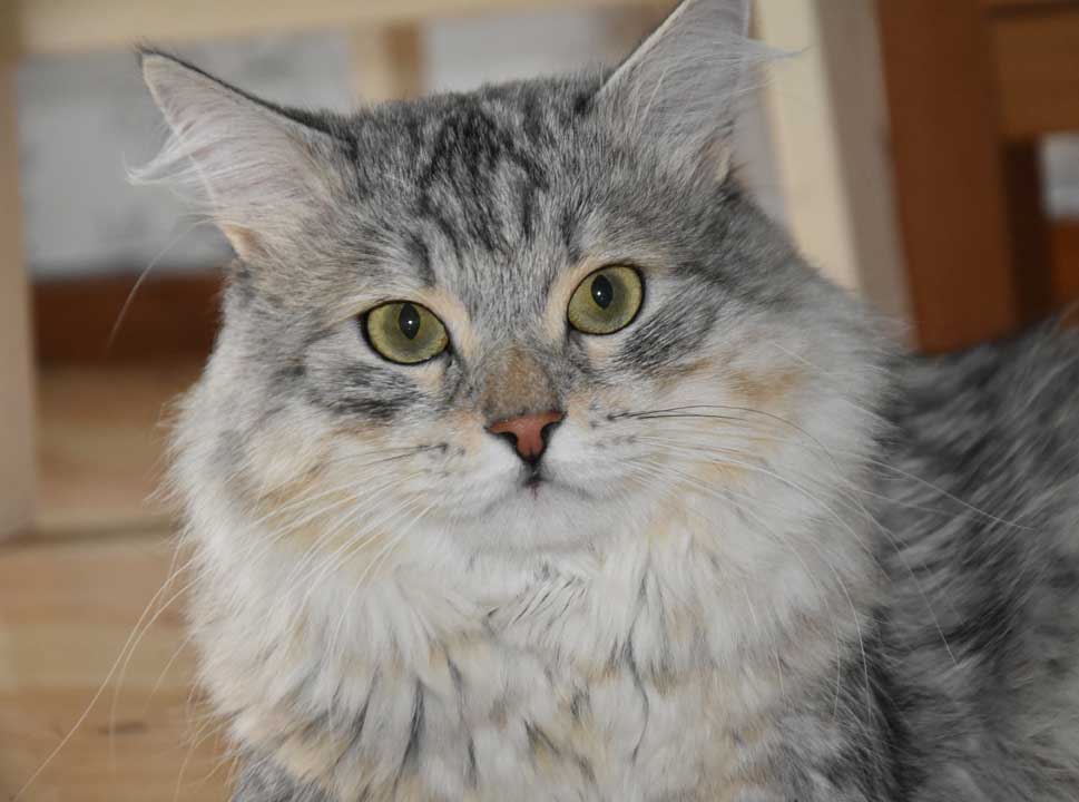 Sibirisk katt Jurij