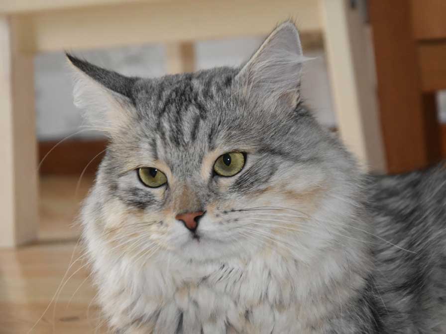 Sibirisk katt Jurij