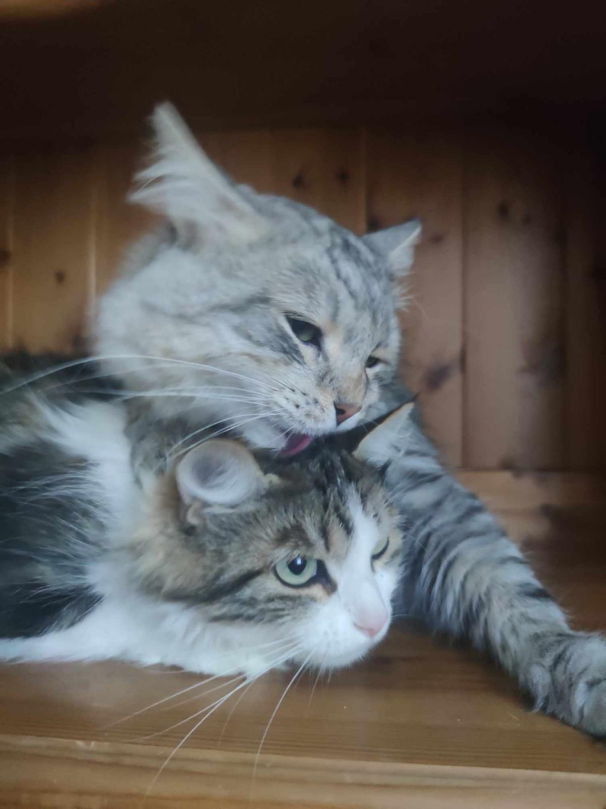Sibirisk katt Jurij Vickie