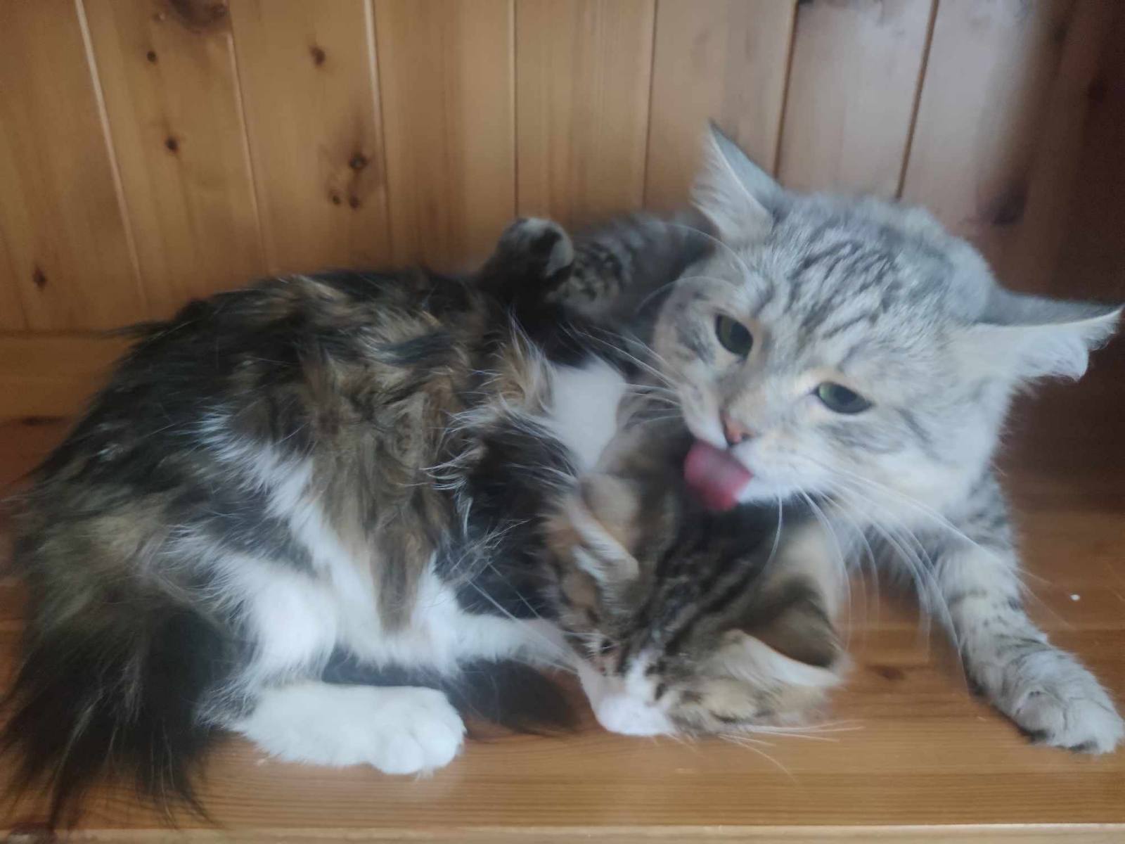 Sibirisk katt Vickie Jurij