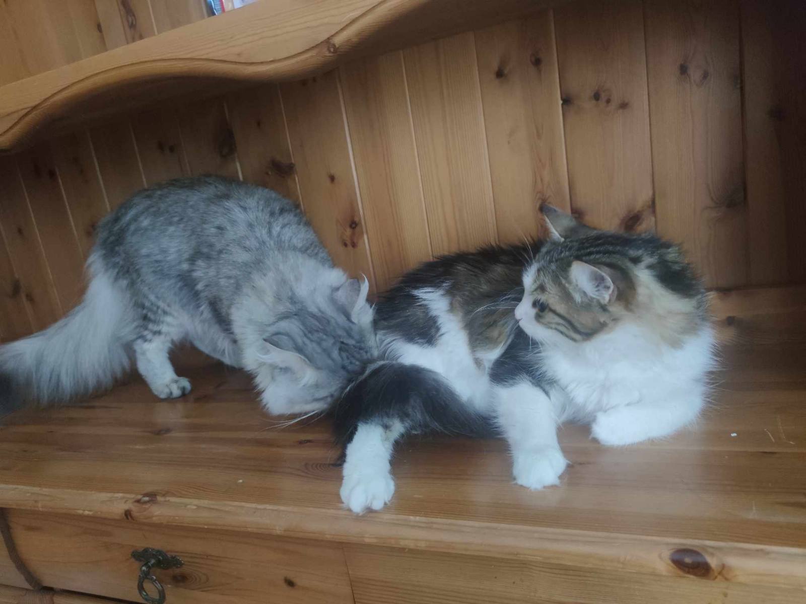 Sibirisk katt Vickie Jurij