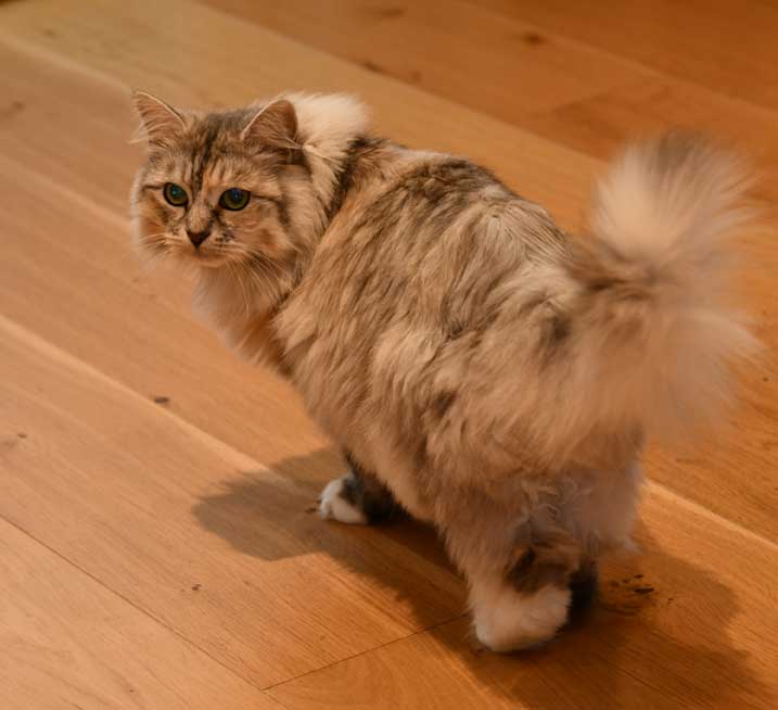 Sibirisk katt Zinnie