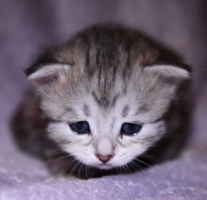 Sibirisk kattunge Nike