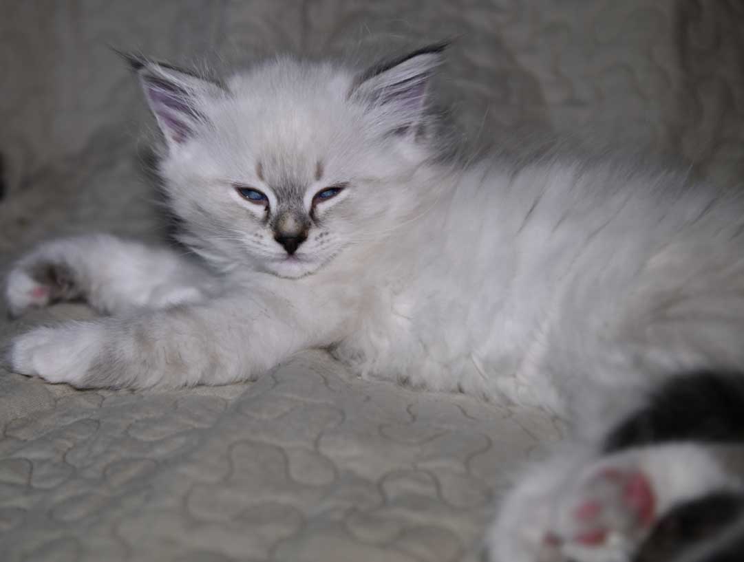 Neva Masquerade kattunge Octavia