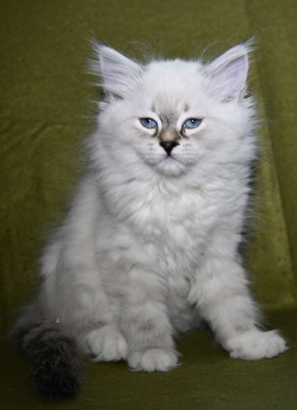 Neva Masquerade kattunge Octavia