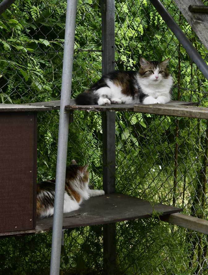 Sibirisk katt Vickie och Tracie