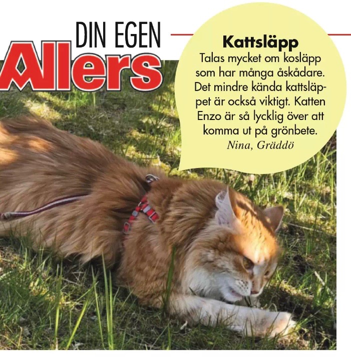 Sibirisk katt Ferrari