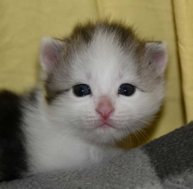 Sibirisk kattunge Pavo