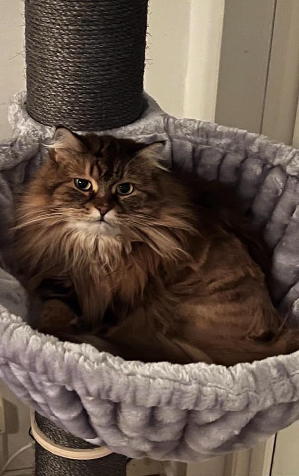 Sibirisk katt Olga