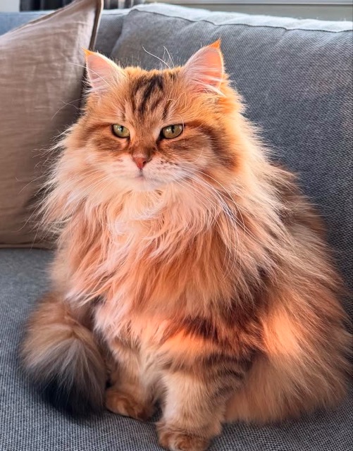 Sibirisk katt Yoko