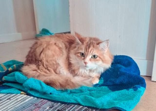 Sibirisk katt Marilyn