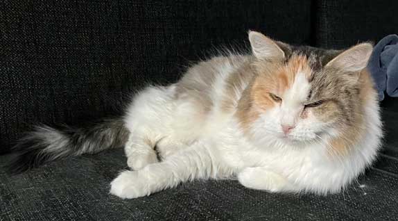 Sibirisk katt Colbie