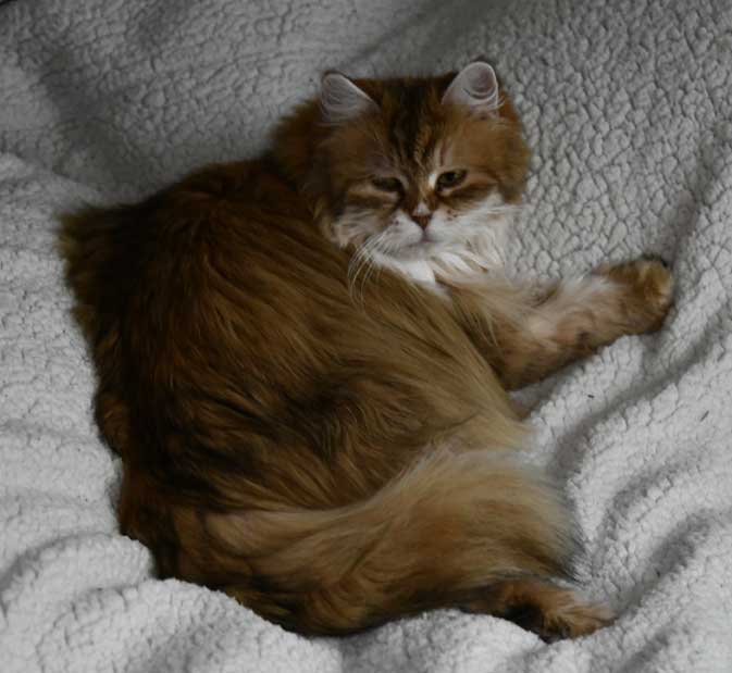 Sibirisk katt Uni