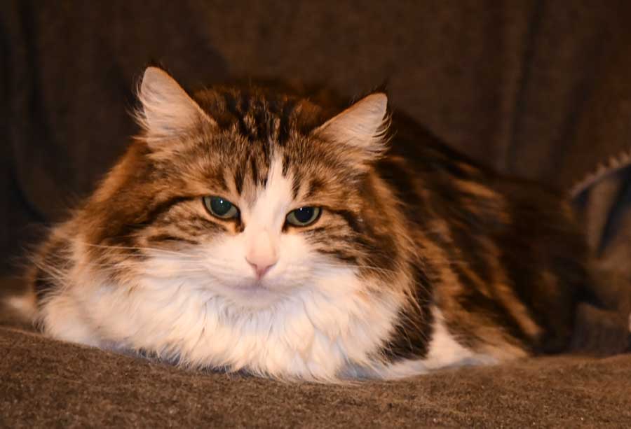 Sibirisk katt Vickie