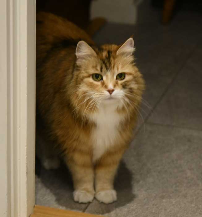 Sibirisk katt Dani