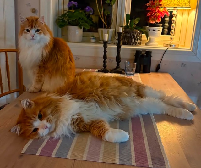 Sibirisk katt Ivan och Gomes