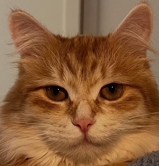 Sibirisk katt Metis
