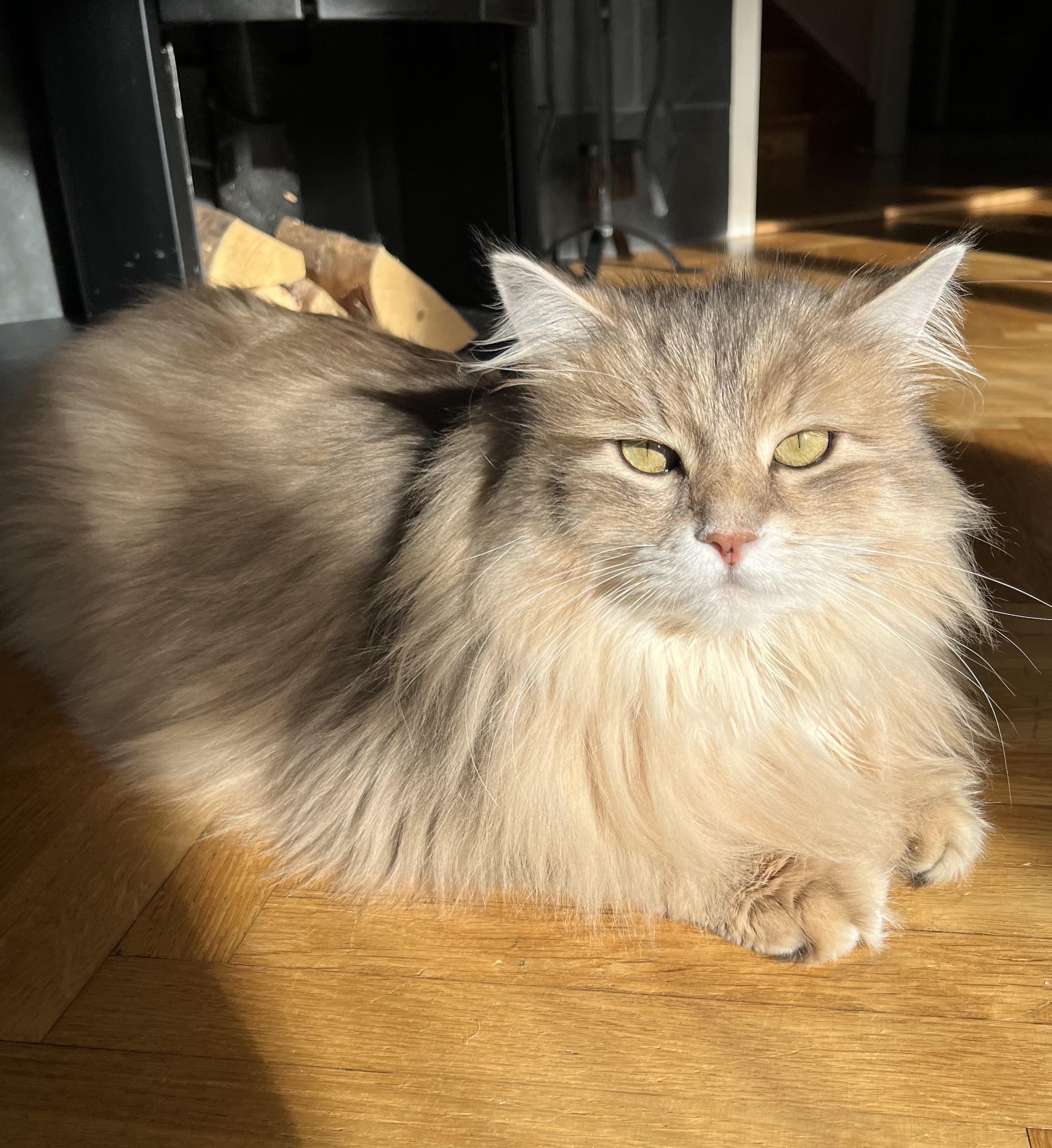 Sibirisk katt Beemim
