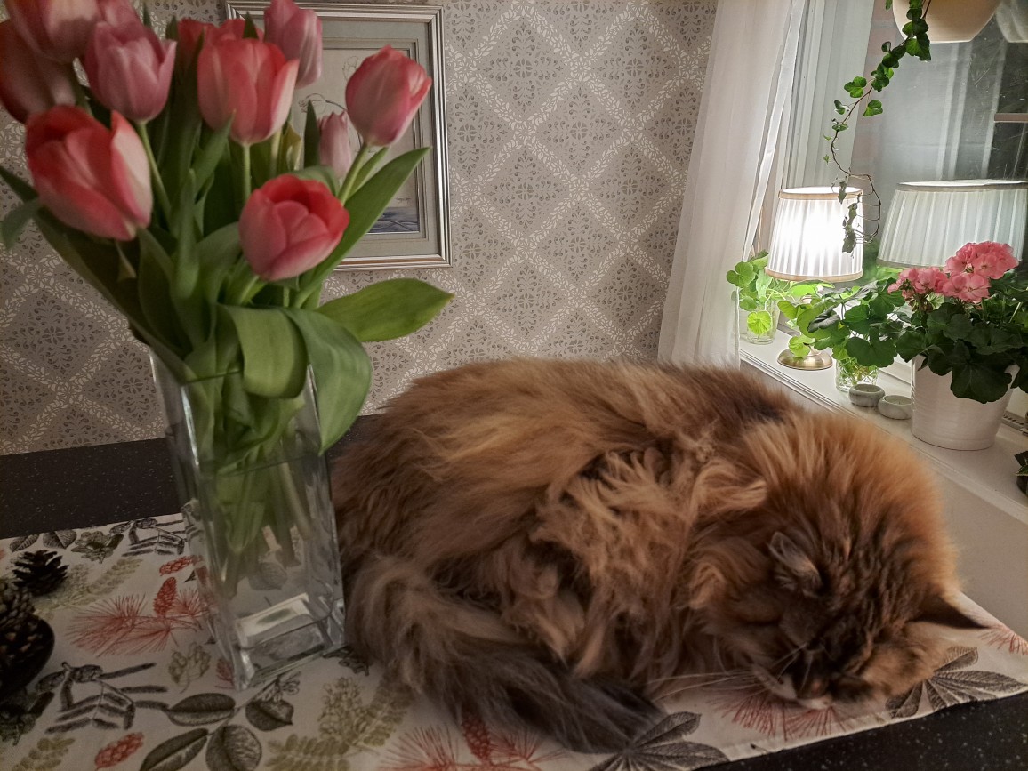 Sibirisk katt Styx