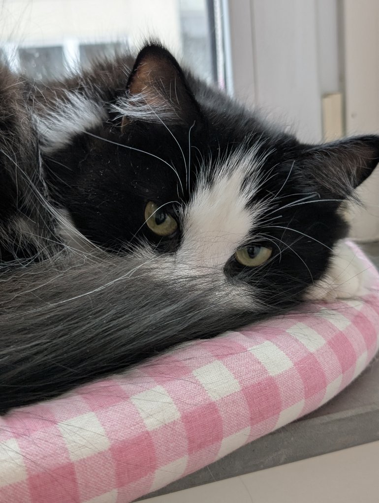 Siirisk katt Lewis