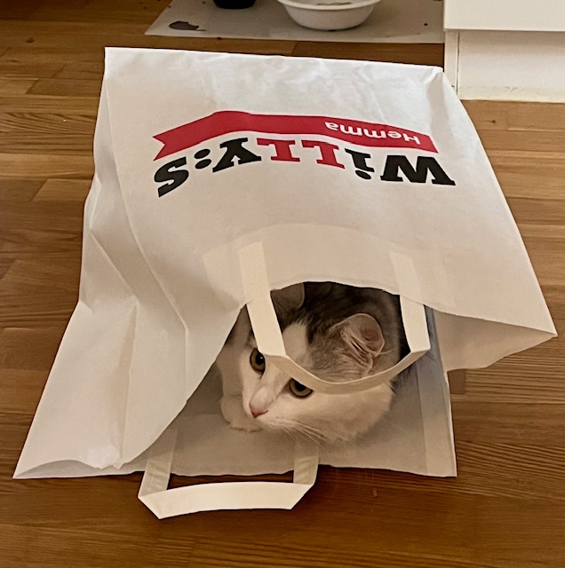 Sibirisk kattunge Polina