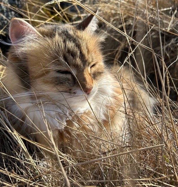 Sibirisk katt Fujita