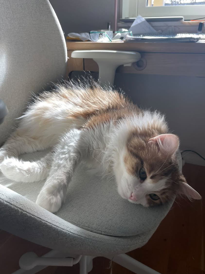 Sibirisk katt Lambert