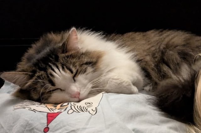 Sibirisk katt Garlena