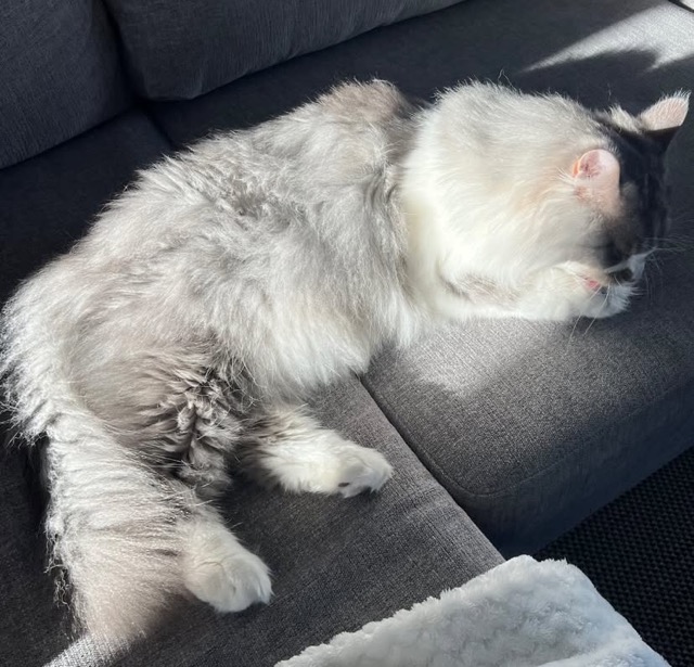 Sibirisk katt Deimos