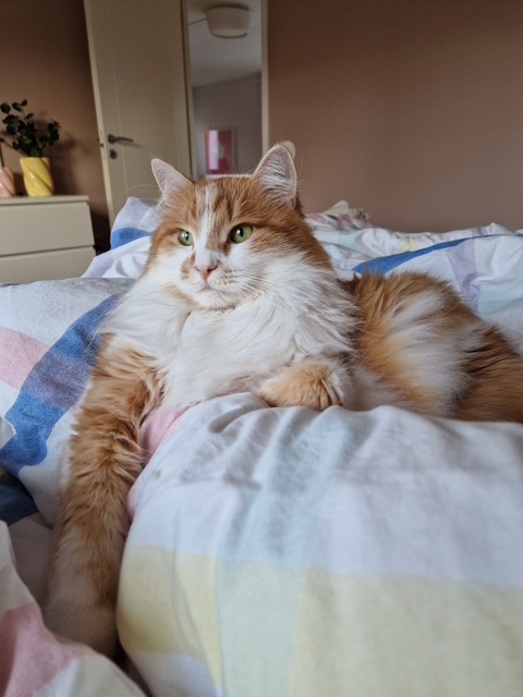 Sibirisk katt Antares