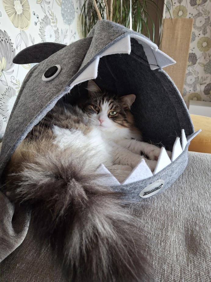 Sibirisk katt Fink