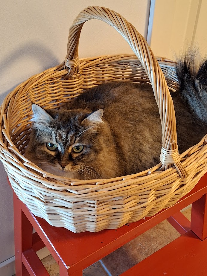 Sibirisk katt Vera