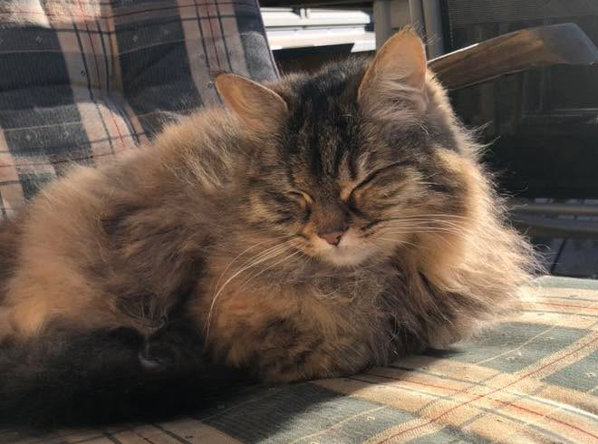Sibirisk katt Galaxy 14 år