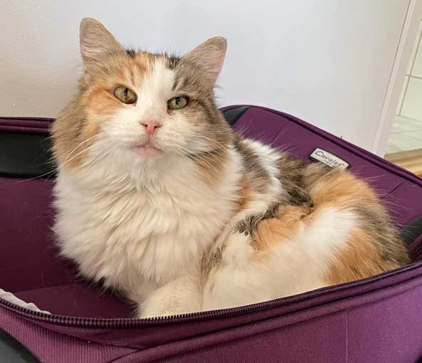 Sibirisk katt Colbie