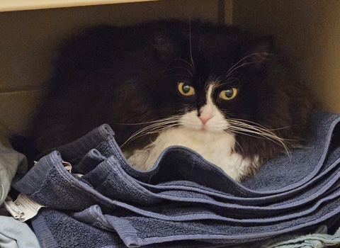 Sibiirisk katt Olea 12 år