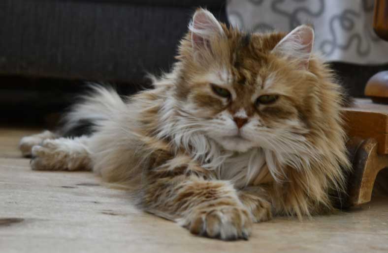 Sibirisk katt Uni