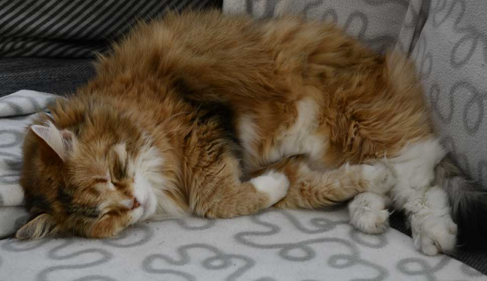 Sibirisk katt Dani