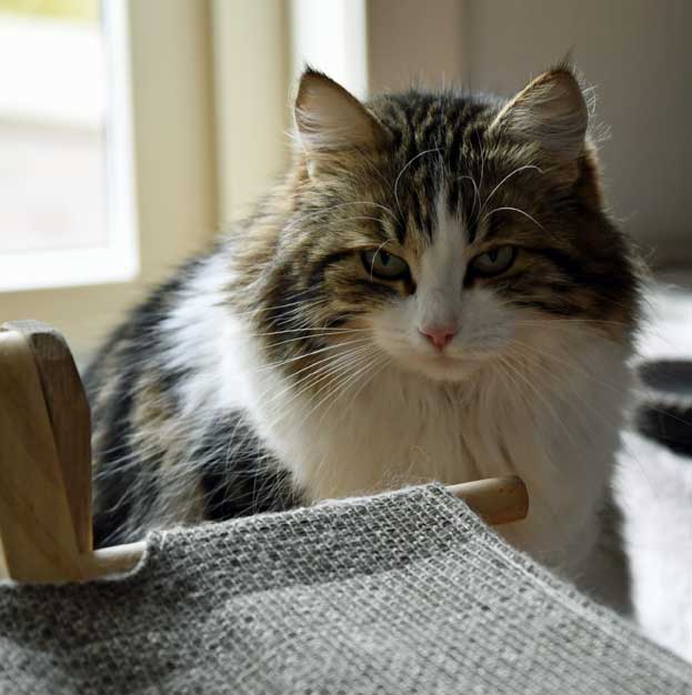 Sibirisk katt Vickie