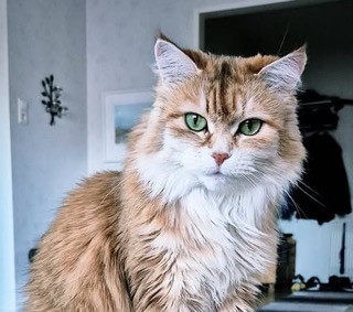 Sibirisk katt marilyn 8ar
