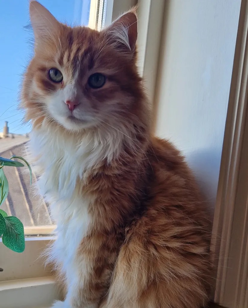 Sibirisk katt Gryphon