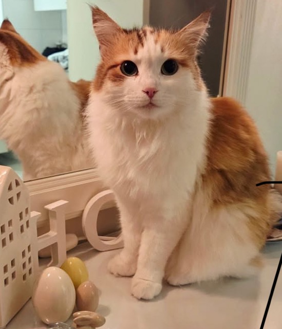 Sibirisk katt Nymphe
