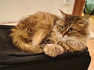Sibirisk katt Orinda