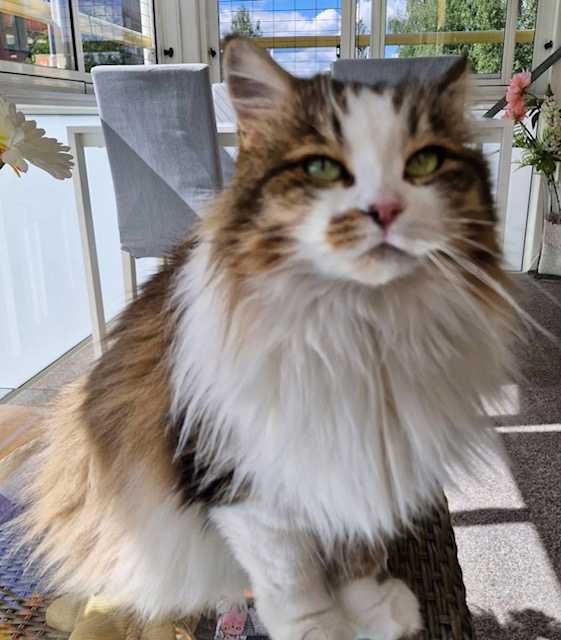 Sibirisk katt Electra