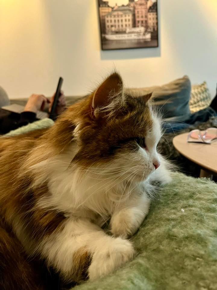 Sibirisk katt Edda