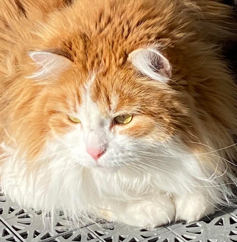 Sibirisk katt Pollux