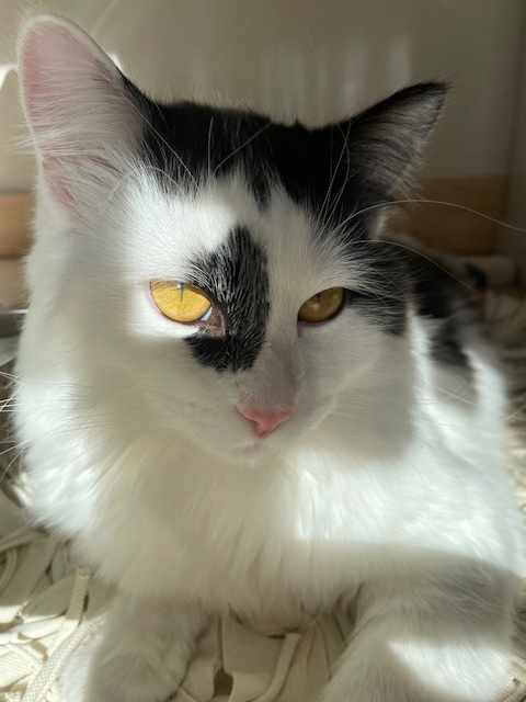 Sibirisk katt Picasso