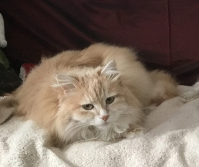 Sibirisk katt Magni