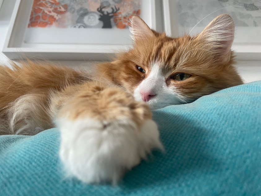Sibirisk katt Kale