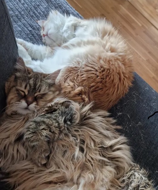 Sibirisk katt Nimoy o Odilia