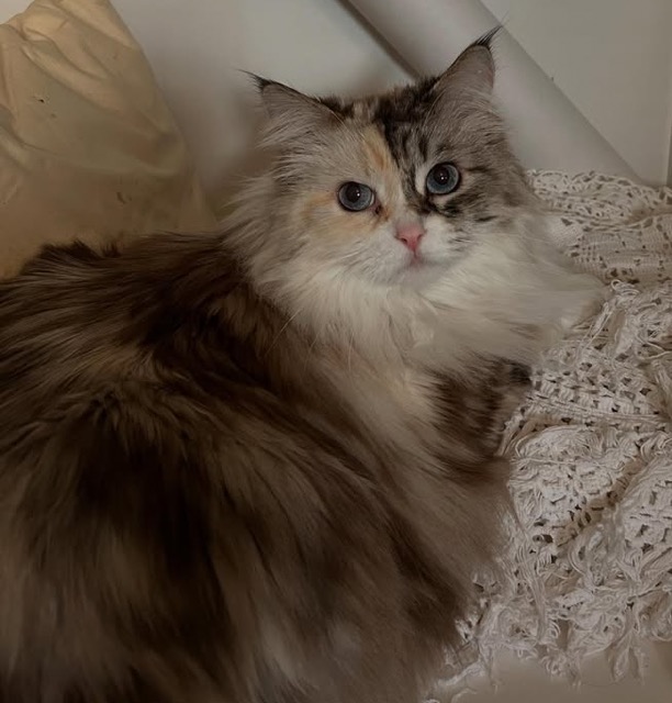 Neva Masquerade katt Frieda